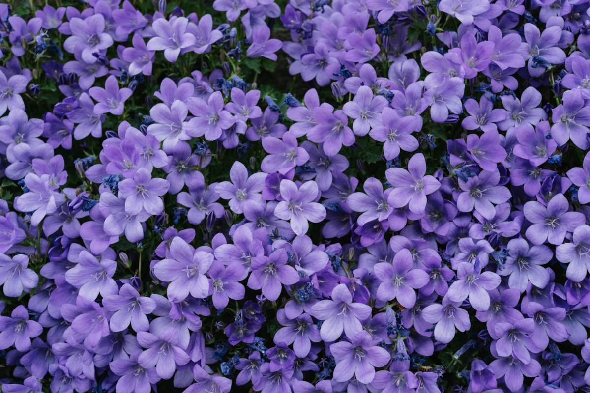 purple flowers with green leaves